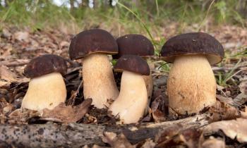 Alla scoperta del Regno dei Funghi